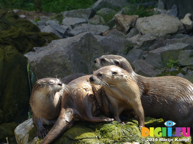 FZ006206 North American river otters (Lontra canadensis)